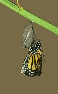 Monarch Butterfly Life Cycle Drucke: Monarch Butterfly - Hatching sequence 5 of 6
