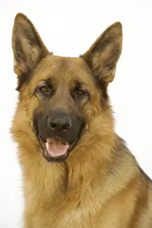 Jean Michel Labat Artist Drucke: Mongrel Dog