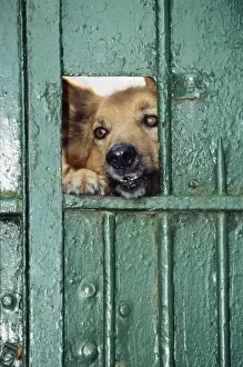 Johan De Meester Artwork Drucke: Mongrel Dog - looking through gate, guarding