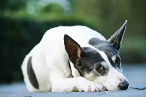 Johan De Meester Art Drucke: Mongrel Dog - Lying down