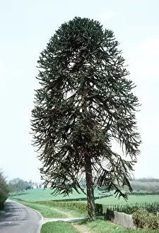 Evergreen Coniferous Trees Drucke: Monkey Puzzle Tree / Chile Pine UK