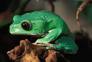 Monkey Tree Frog