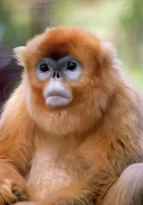 Drucke von WW-4018 GOLDEIN/SNUB NASENER Affe Rhinopithecus roxellanus Wardenen Weißer Bitte beachten Sie Primaten Drucke: Goldener Mandel