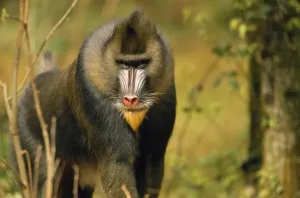 Drucke von WAT-7024 Mandrill Baboon Mandrillus sphinx Gefährdeter Speziesverlust von der Gattung Papio sphinx M Mandrill Drucke: Mandellaffen Affe