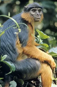 African Monkeys Drucke: Red Colobus Monkey