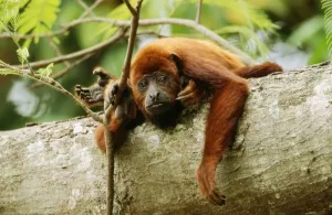 Wildlife Mammals Photos Drucke: Red Howler Monkey