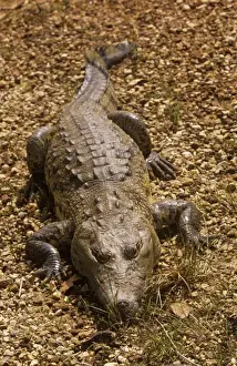 Personalized Home Decor Prints Drucke: Morelet's / Belize Crocodile - resting