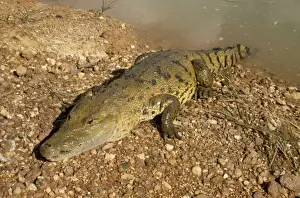 Central American Reptiles Drucke: Morelet's Crocodile Belize