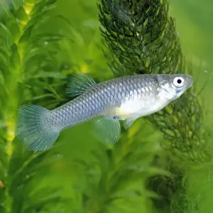 Freshwater Fish Photos Drucke: Mosquito Fish