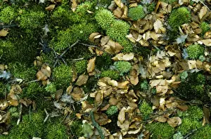Moss Covered Leaves Drucke: Moss - & leaf litter