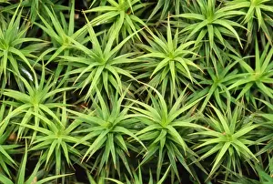 Tropical Plant Images Drucke: Mossy Carpet