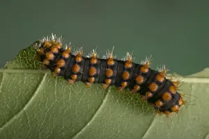Nature Photography Prints Online Drucke: Moth - Caterpillar
