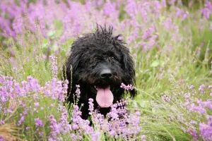 Schwarzer Labradoodlesitz im Feld