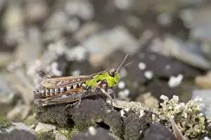British Wildlife Insects Drucke: Mottled Grasshopper - Cornwall - UK