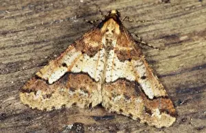 Personal Use Only Prints Drucke: Mottled Umber Moth Germany