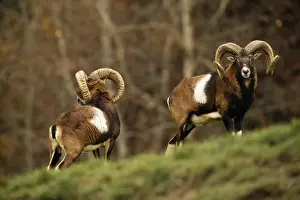 Personal Use Only Prints Drucke: Mouflon