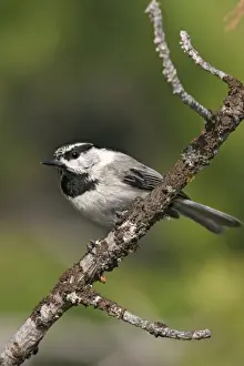 Jim Zipp Wildlife Photography Drucke: Mountain Chickadee
