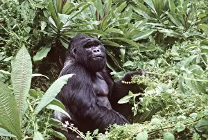 Gorilla Conservation Efforts Drucke: Mountain Gorilla AU 49