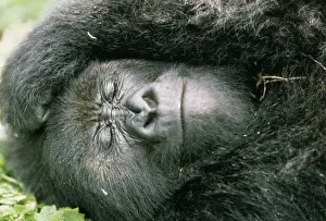 Endangered Species Artwork Drucke: Mountain Gorilla Rwanda