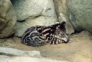 Drucke von KF-11318 woolly/Mountain-Tapir Tapirus pinchaque Kenneth W. Fink Bitte beachten Sie, dass die Drucke nur für persönliche Anzeigezwecke gedacht sind und nicht reproduziert werden dürfen Tapir Drucke: Berghirsche