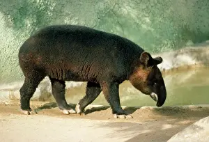 Drucke von KF-4569 Bergtapir Tapirus pinchaque Kenneth W Fink Bitte beachten Sie, dass Drucke nur für persönliche Anzeigezwecke gedacht sind und irgendeine Nachahmung nicht erlaubt ist Tapir Drucke: Berghirsche