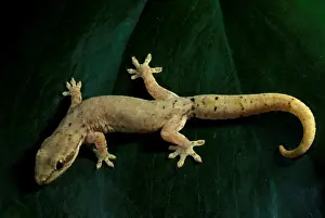 Australian Reptile Photography Drucke: Mourning / Common smooth-scaled gecko