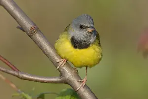 Personal Use Prints Available Drucke: Mourning Warbler