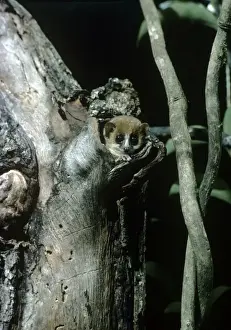 Tree Dwelling Lemurs Drucke: Mouse Lemur