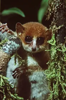 Madagascar Biodiversity Conservation Drucke: Mouse Lemur - Madagascar