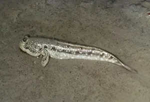 European Freshwater Fish Drucke: Mud Skipper