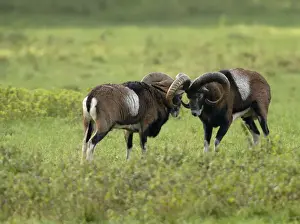 European Mouflon Rams Drucke: Mufflon