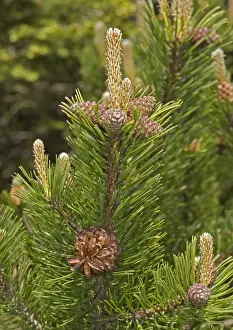European Conifers Drucke: Mugo pine