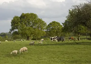Bob Gibbons Photographer Drucke: Multi-use orchard, with cattle, sheep and mistletoe