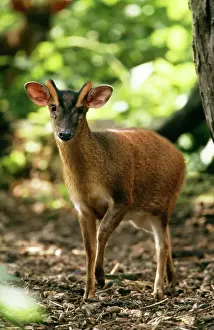 Drucke von CK-4179 Muntjak Hirsch Muntiacus reevesi von Chris Knight Beachten Sie, dass Druckwerke nur für persönliche Anzeigezwecke gedruckt werden und irgendeine Form der Wiedergabe nicht erlaubt sind Reeves Muntjac Drucke: Reebenböckel