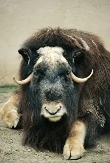 Arctic Animal Pictures Drucke: Musk Ox