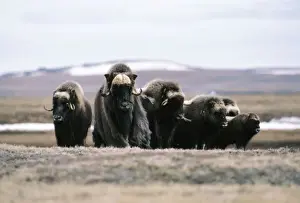 Muskox
