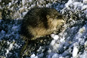 Mammal Animal Pictures Drucke: Muskrat