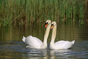 Wildlife Birds Photography Drucke: Mute Swan - pair