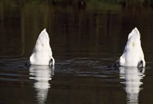 Birds In Water Drucke: Mute Swans