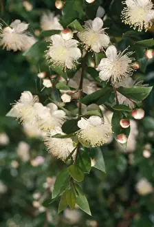 White Flowers In Nature Drucke: Myrtle
