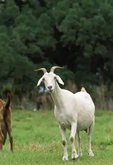 Mammal Domestic Animals Drucke: Nanny Goat