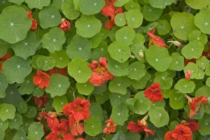 Red Flower Close Up Drucke: Nasturtiums - close-up