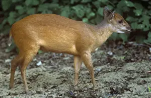 Clem Haagner Photography Drucke: Natal / Red Duiker