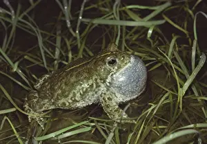 Bufo Calamita Habitat Drucke: Natterjack Toad - singing