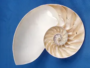 Marine Wildlife Art Drucke: Nautilus - section