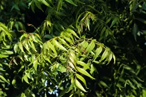 Herbal Remedies Plant Drucke: Neem Tree - leaves