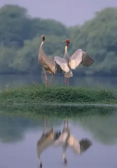 Brutwurm-Paar aus dem indischen Saraskrähe, Naturschutzgebiet Keoladeo in Indien