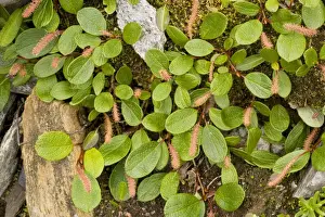 Willow Tree Drucke: Net-leaved willow