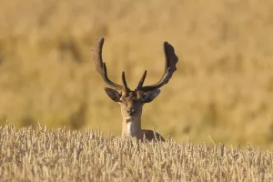 Auerhuhn Stag Wiese 37