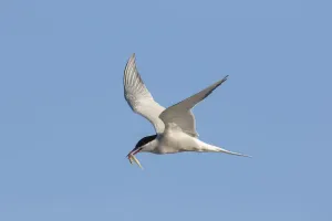 Bild Nr.: 12009515